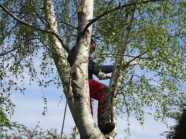  , USA Tree Removal Services Pros